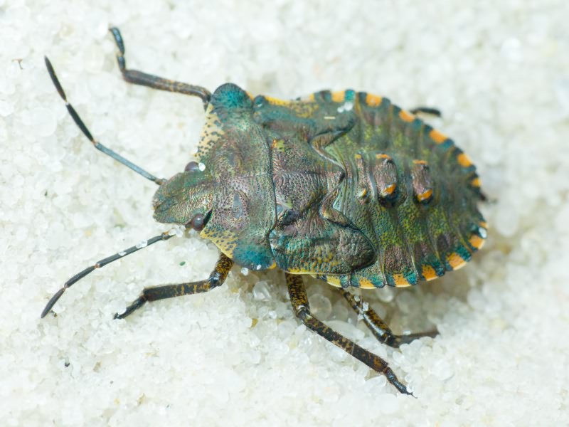Pentatoma (Pentatoma) rufipes (Linnaeus, 1758)